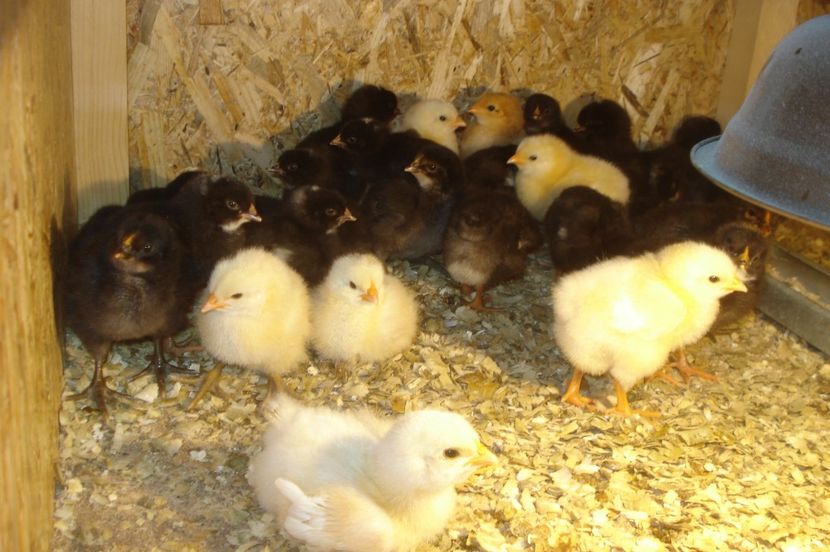  - PUI - TINERET 2017 - SERIA 1