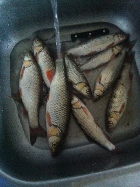 Putna - 11-Alt hobby