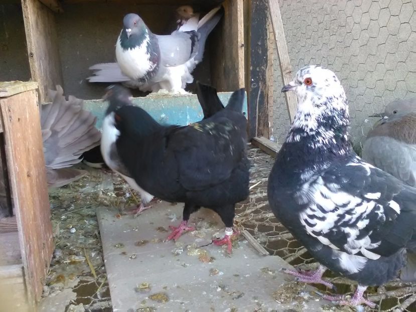 acelasi - Porumbei vanduti