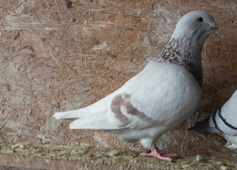 20170129_144325-1 - amintiri