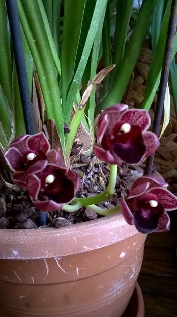  - cymbidium februarie 2017