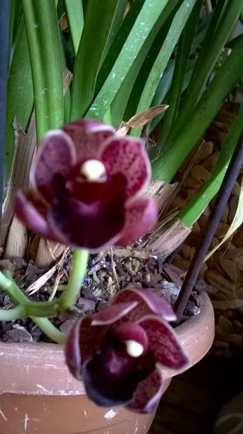  - cymbidium februarie 2017