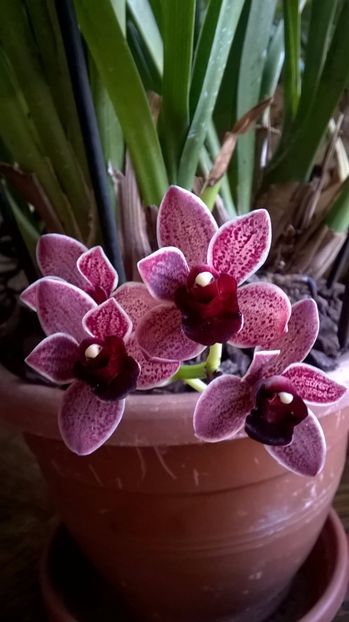  - cymbidium februarie 2017