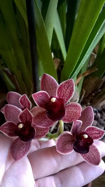  - cymbidium februarie 2017