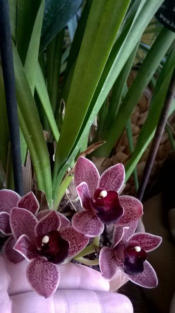  - cymbidium februarie 2017