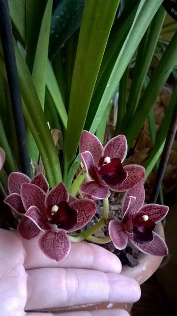  - cymbidium februarie 2017