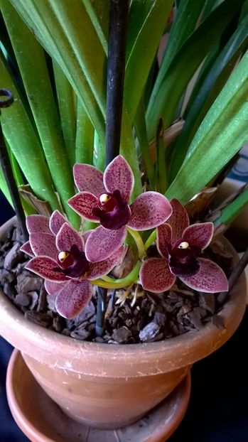  - cymbidium februarie 2017