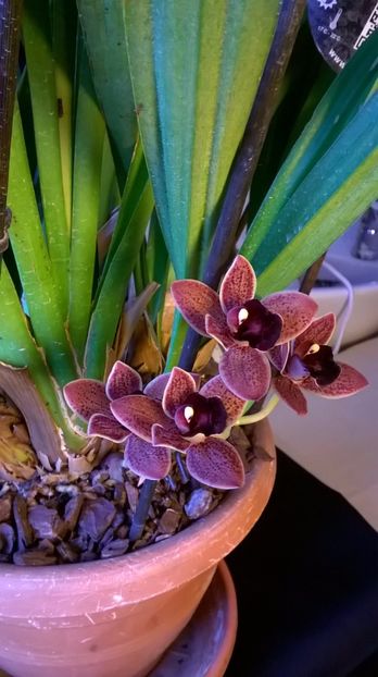  - cymbidium februarie 2017