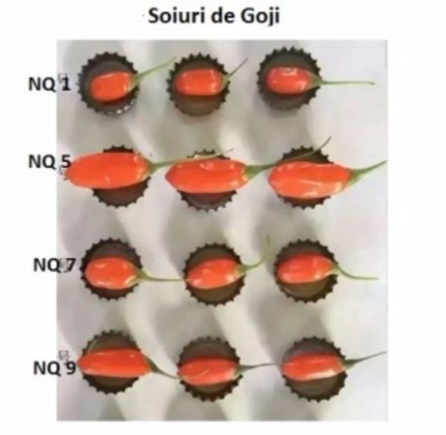 Goji-diferentele dintre soiurile NQ1 NQ5 NQ7 si NQ9 - ACASA-semintele incepatorului