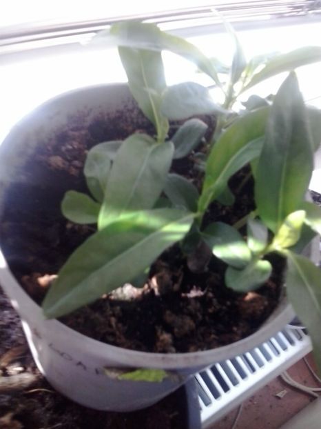 2016-09-13 12.15.56 - Flori 2016