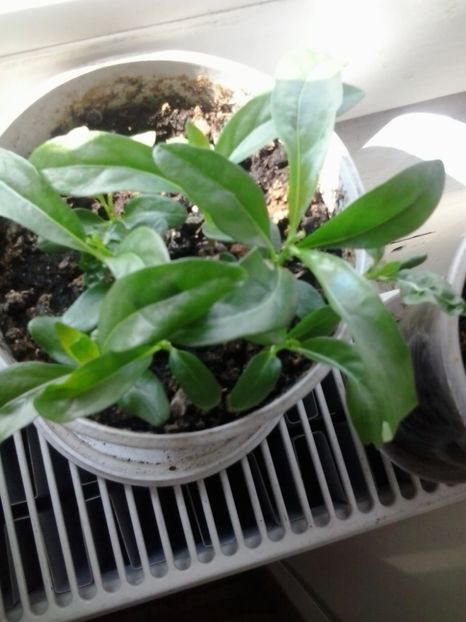 2016-09-13 12.15.27 - Flori 2016