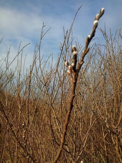 2016-02-14 16.53.30 - Flori 2016