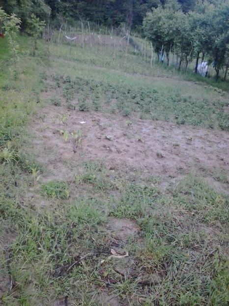 2016-05-16 19.21.22 - Flori 2016