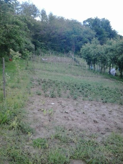 2016-05-16 19.21.29 - Flori 2016