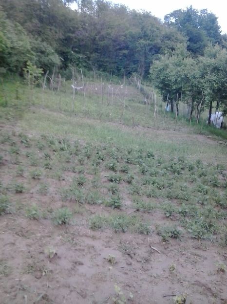 2016-05-16 19.21.45 - Flori 2016