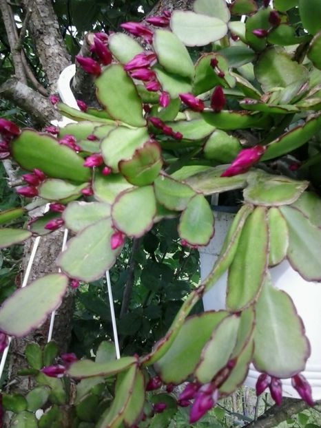 2016-06-14 18.59.53 - Flori 2016