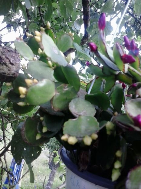 2016-06-14 19.00.12 - Flori 2016
