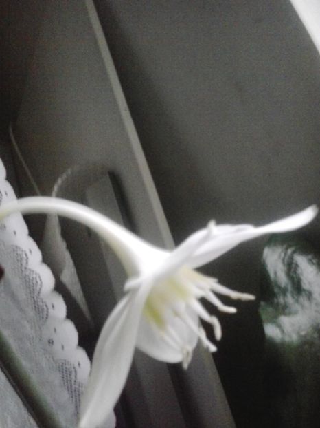 2016-06-25 06.00.58 - Flori 2016