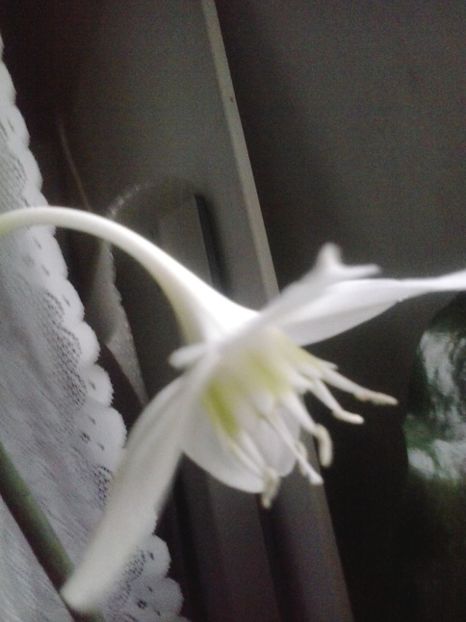 2016-06-25 06.01.12 - Flori 2016