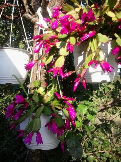 2016-06-30 18.50.12 - Flori 2016