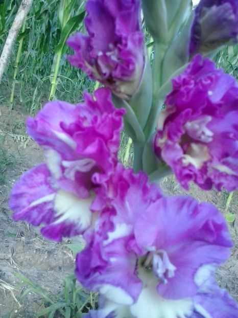 2016-06-30 19.07.05 - Flori 2016