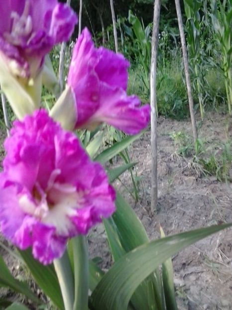 2016-06-30 19.07.12 - Flori 2016