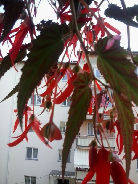 2016-07-02 09.12.22 - Flori 2016