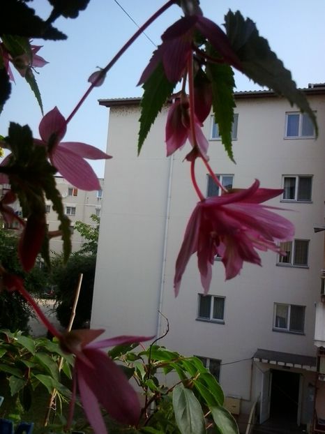 2016-07-02 09.12.28 - Flori 2016