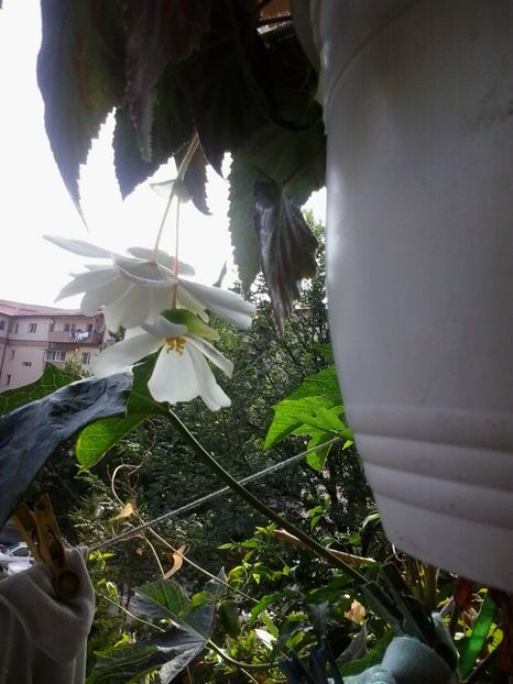 2016-07-02 09.12.37 - Flori 2016