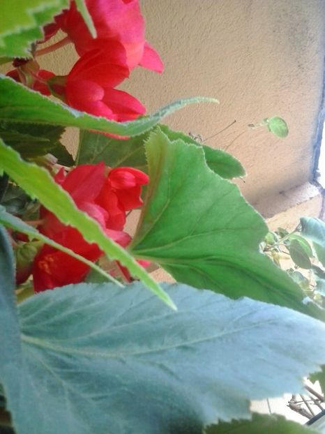 2016-07-02 09.12.49 - Flori 2016