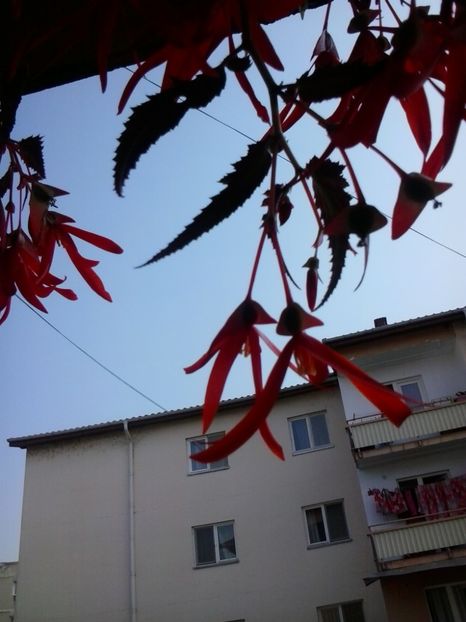 2016-07-02 09.12.58 - Flori 2016