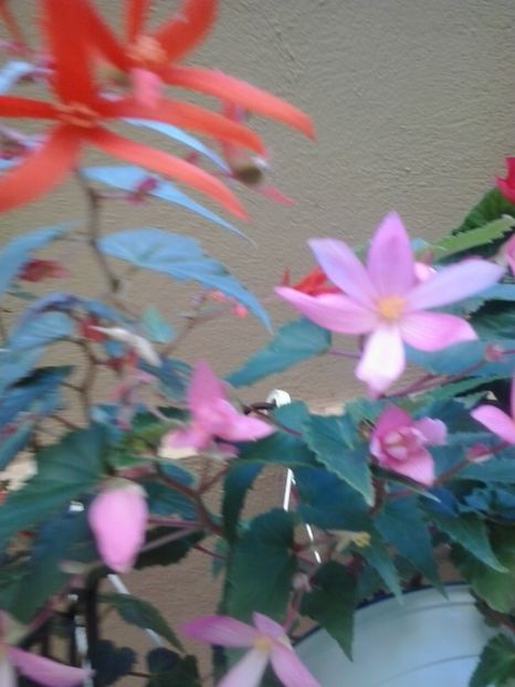 2016-07-08 17.03.18 - Flori 2016