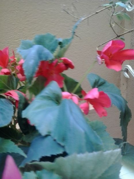 2016-07-08 17.03.30 - Flori 2016