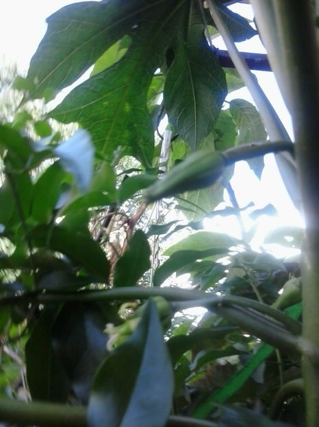 2016-07-08 17.03.58 - Flori 2016