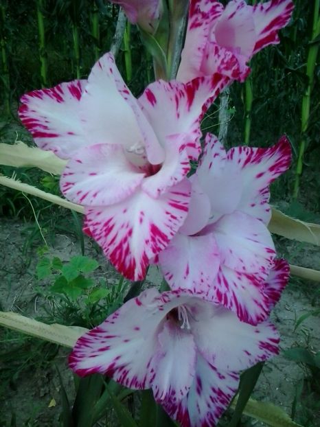 2016-07-08 20.35.49 - Flori 2016