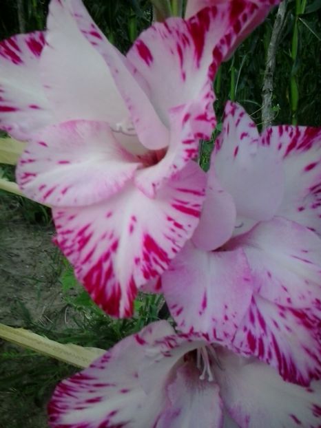 2016-07-08 20.36.05 - Flori 2016