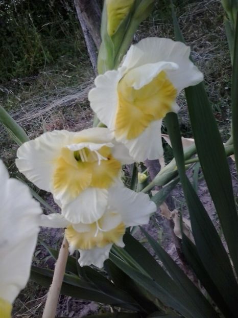 2016-07-08 20.36.29 - Flori 2016