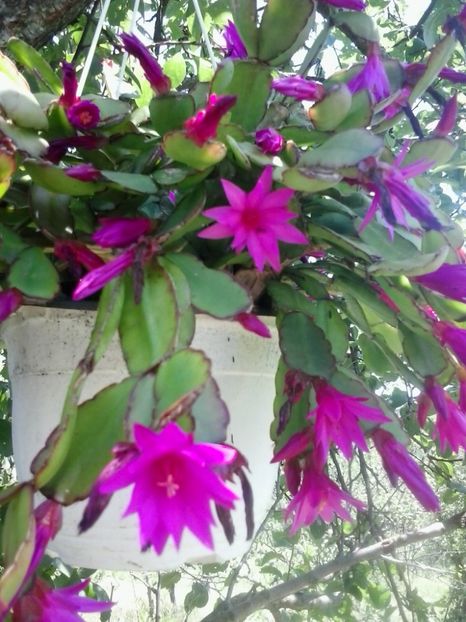 2016-07-09 14.28.00 - Flori 2016