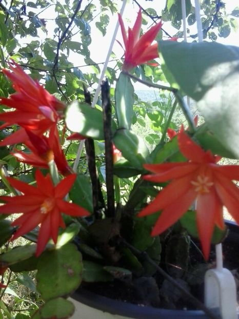 2016-07-09 14.28.20 - Flori 2016