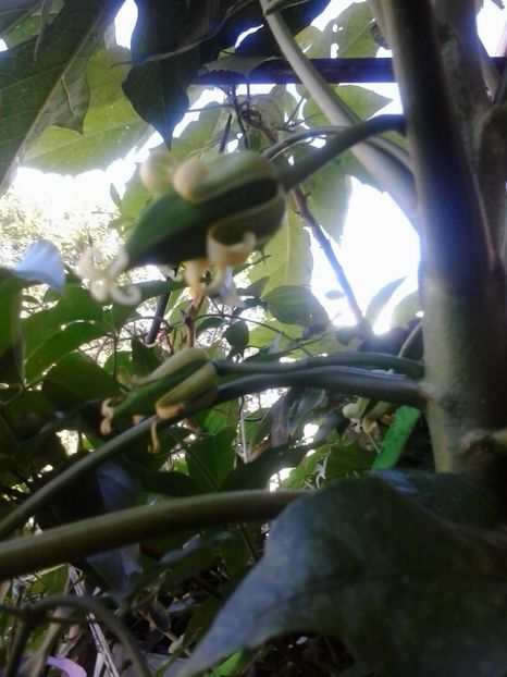 2016-07-19 17.57.35 - Flori 2016