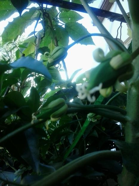 2016-07-19 17.57.49 - Flori 2016