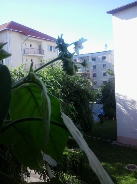 2016-07-19 17.58.31 - Flori 2016