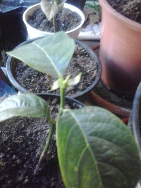 2016-07-19 17.59.01 - Flori 2016