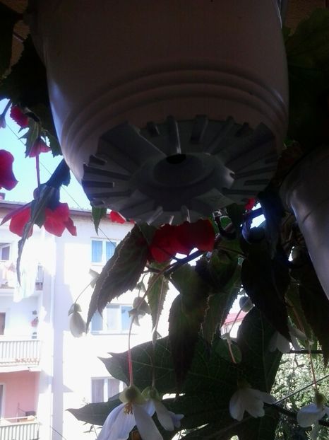 2016-07-19 17.59.42 - Flori 2016