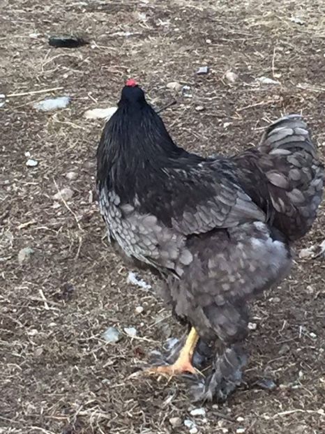  - cocos brahma albastru pt 2019