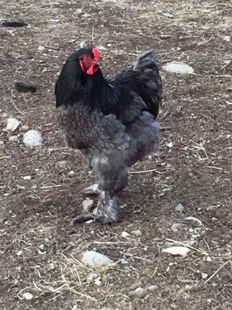  - cocos brahma albastru pt 2019