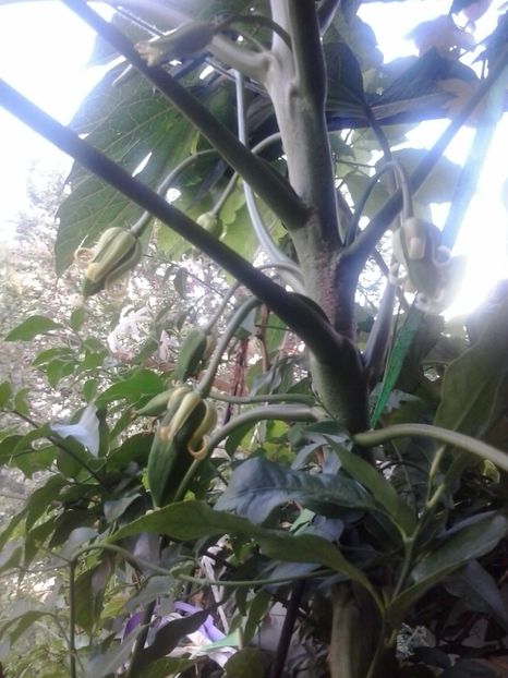 2016-07-29 18.50.45 - Flori 2016