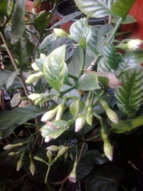 2016-07-29 18.51.25 - Flori 2016