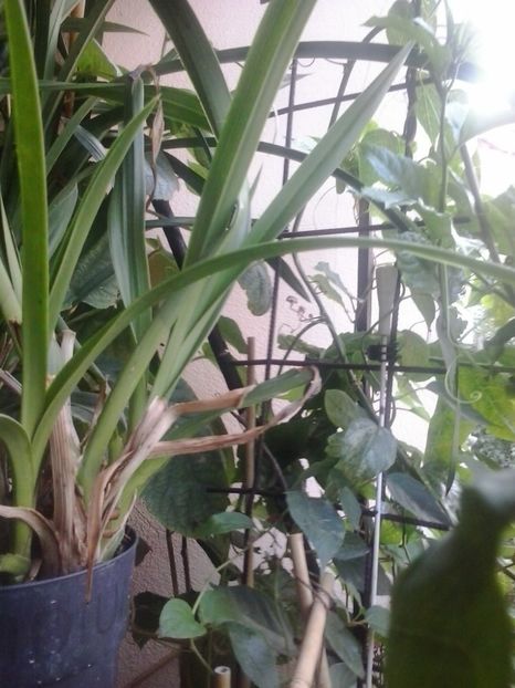 2016-07-29 18.52.01 - Flori 2016