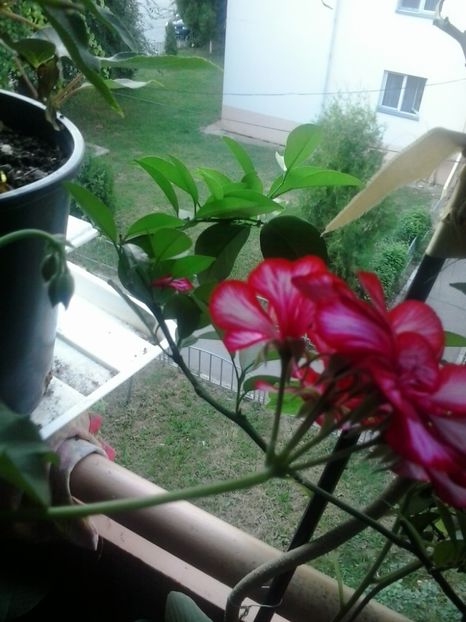 2016-07-29 18.52.19 - Flori 2016